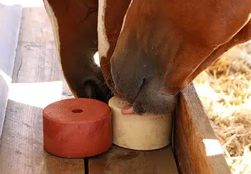 rocksaltpns-Animal-Licking-Salt-current-market-trends-for-wholesale-salt-licks-in-the-usa-img1