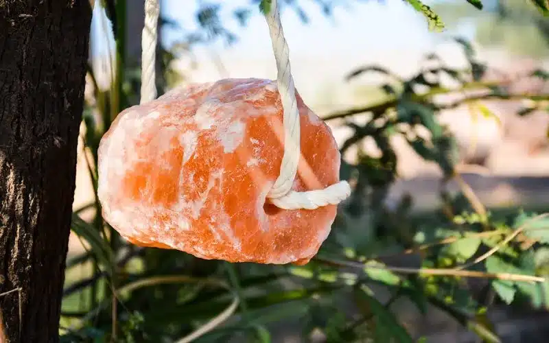 rocksaltpns-Animal-Licking-Salt-himalayan-salt-for-pets-advantages-and-safety-guidelines