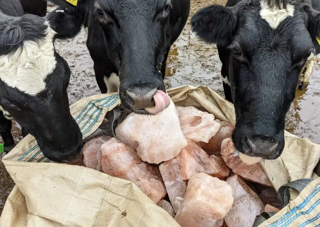 rocksaltpns-Animal-Licking-Salt-what-makes-himalayan-lick-salt-essential-for-the-health-and-overall-well-being-of-animals